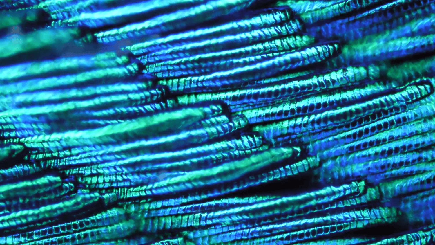 Microscopic structure of a peacock feather barbule .png__PID:233cc48d-5efe-4685-b895-d08f4cc43b66