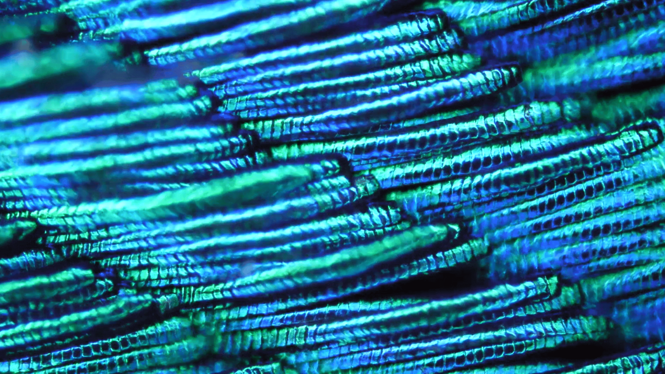 Microscopic structure of a peacock feather barbule .png__PID:233cc48d-5efe-4685-b895-d08f4cc43b66