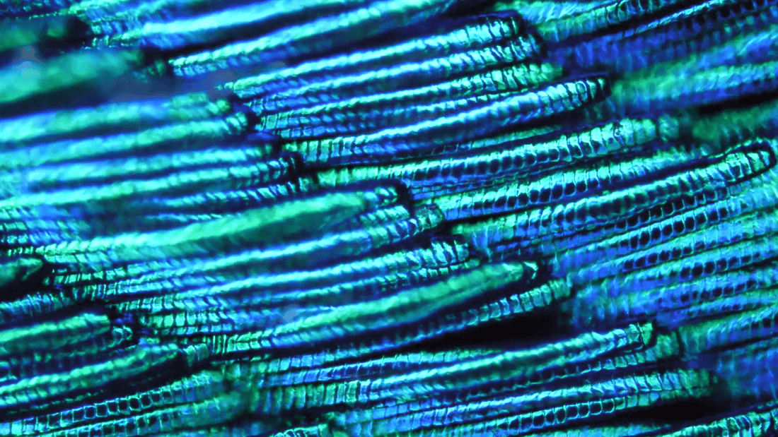 Unique Feather Jewelry Worth Collecting: Iridescent and Sculptural