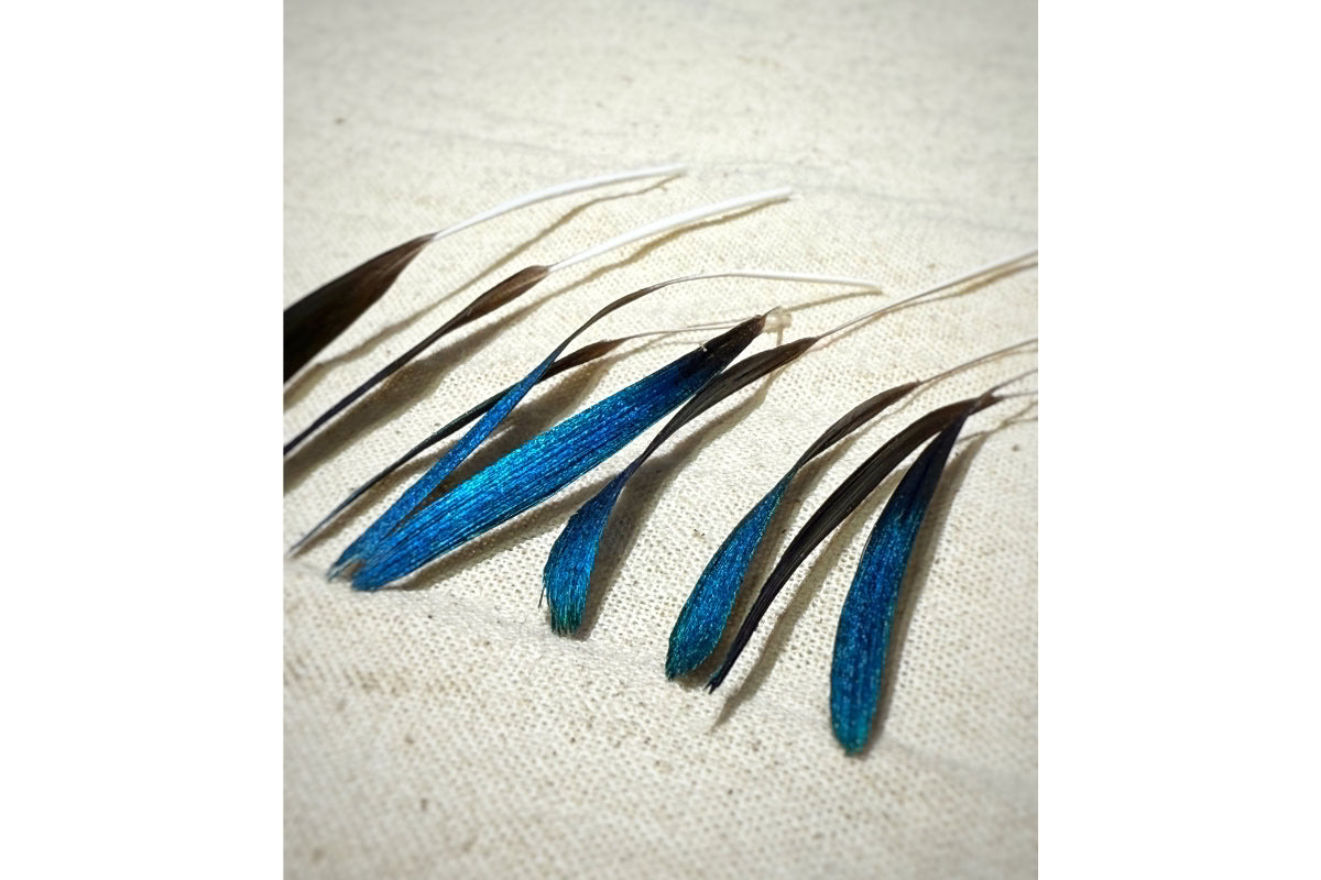 Flattened Peacock Feather Canvas on a textured beige background